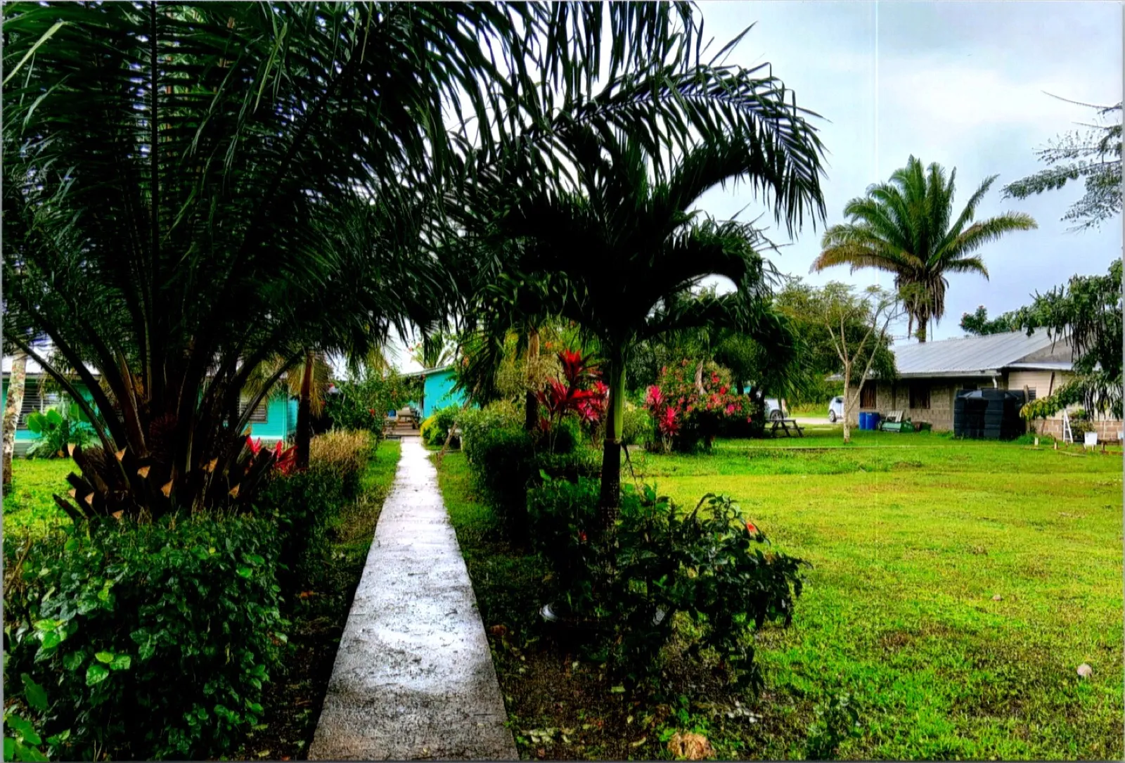A wet concrete path between palm trees and flowering shrubs leading to turquoise school buildings